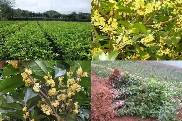 状元红桂花一年开几次花1682645398740