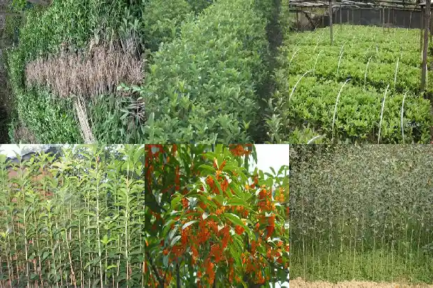 状元红桂花一年开几次花1682645398788