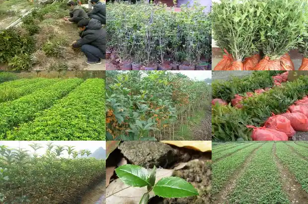 状元红桂花一年开几次花1682645398836