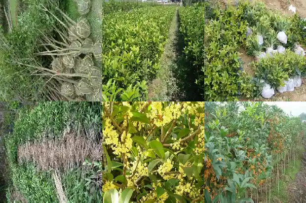 桂花第几年开花1682645484007