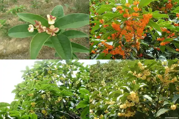 桂花第几年开花1682645484055