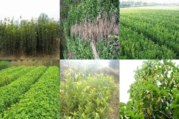 桂花第几年开花1682645484103