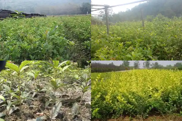 桂花树一年开几次花?1682645565089