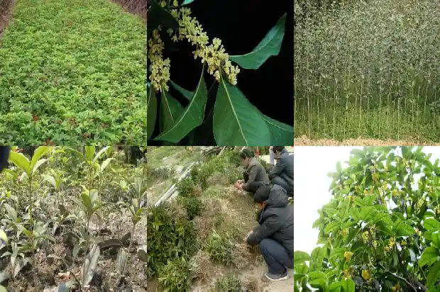 桂花树一年开几次花?1682645565137