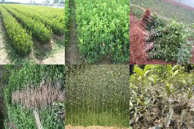 小桂花树苗价格表大全1689985506043