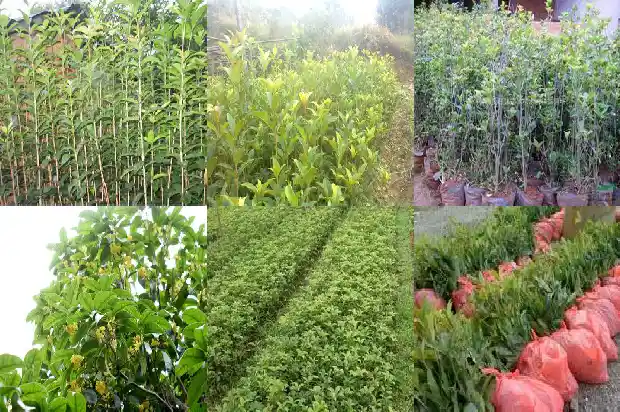桂花树可以开多少次花1682645608078