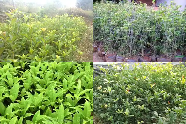 盆栽桂花树几天浇一次水1690849433831