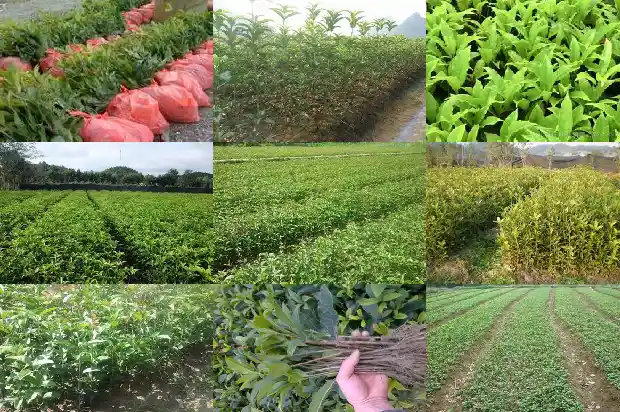 桂花乌龙茶的做法1689467720372