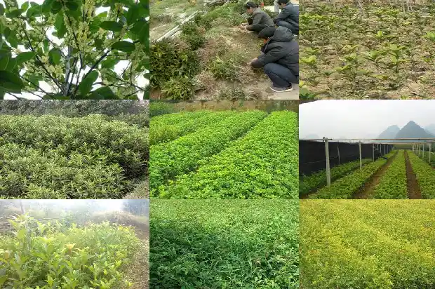 桂花开花开几次1682645721660