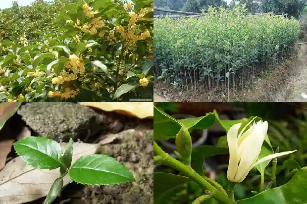 桂花开俩次的原因1682645758824