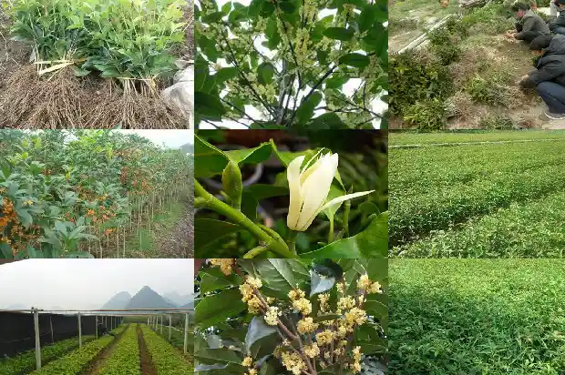 桂花一年有几次开花时间1682645794991