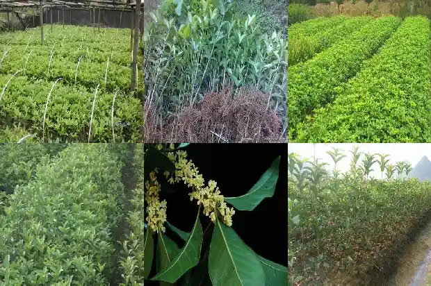 桂花一年有几次开花时间1682645795039