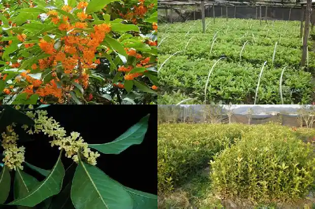 桂花几月份开花一年开几次1682645833347