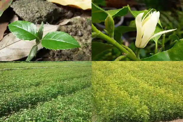桂花几月份开花一年开几次1682645833395