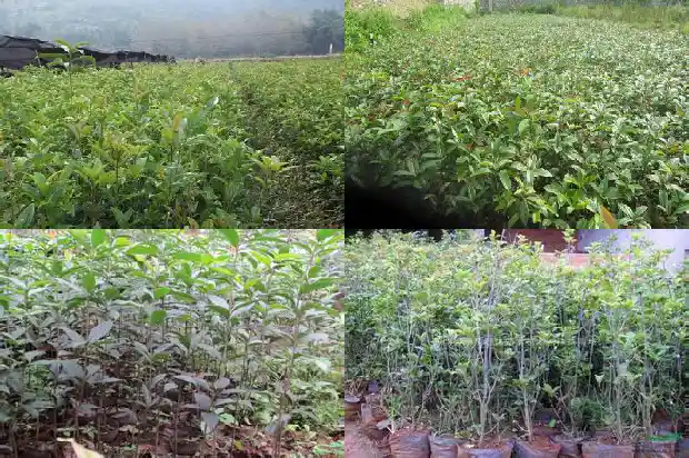 桂花几月份开花一年开几次1682645833442