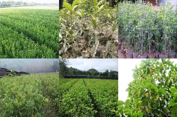 桂花几月份开花一年开几次1682645833489