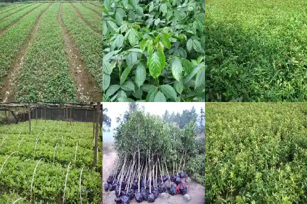 桂花状元红几月开花1682645876363