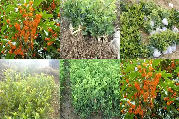 桂花状元红几月开花1682645876411