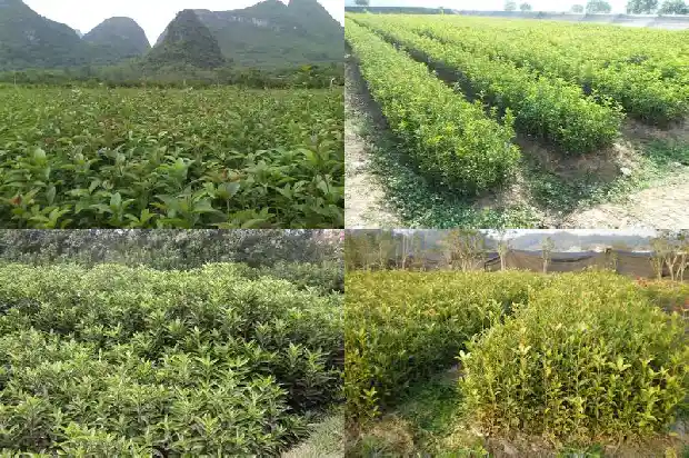 家庭栽什么品种的桂花树好1682645914705