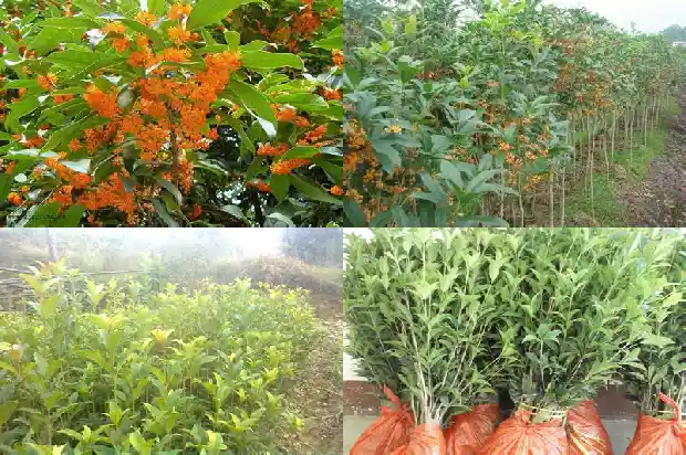 家庭栽什么品种的桂花树好1682645914800