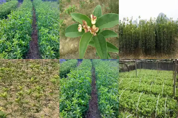 桂花树重剪不留叶1688603510718