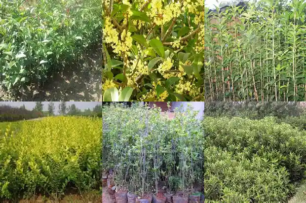 原生状元红桂花几年开花1682646036432
