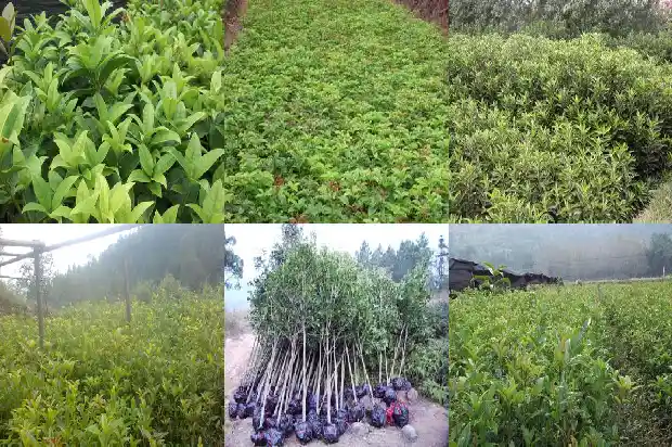 桂花树几年一开花1682646109789