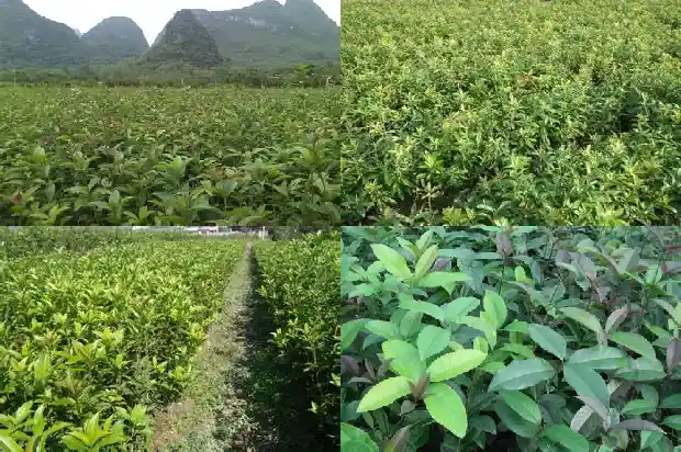 桂花树几年一开花1682646109837