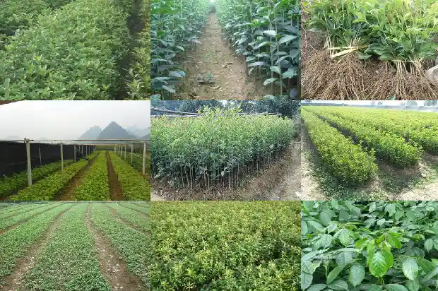 桂花树要多少年才开花1682646190749