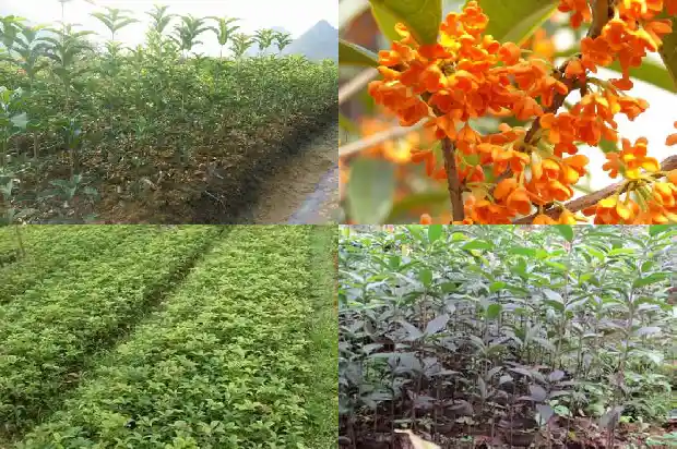 桂花树要多少年才开花1682646190797