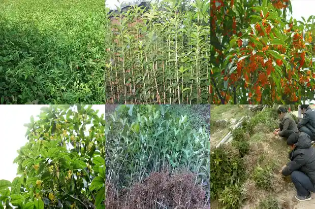 桂花树要多少年才开花1682646190844