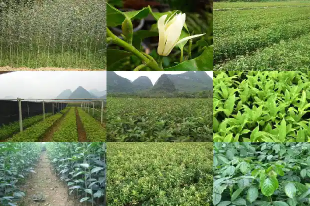 桂花的随笔1688948742623