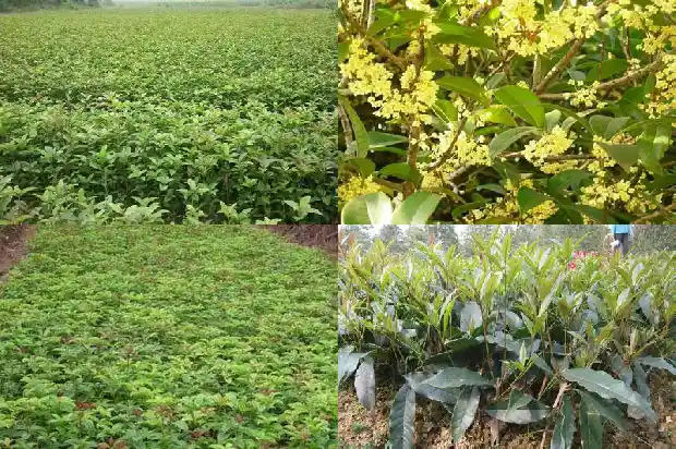 河南桂花树苗批发市场在哪1690591106270