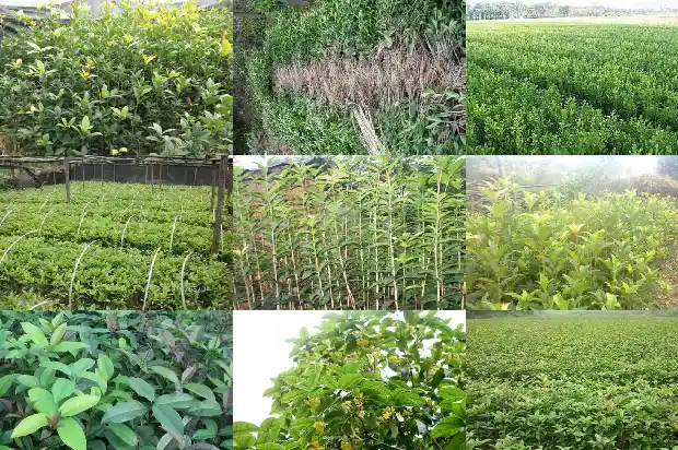 桂花什么季节开花结果1682646270003
