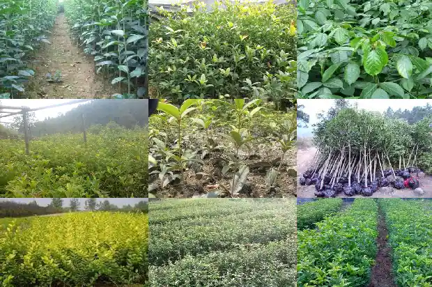 桂花什么季节开花结果1682646270051