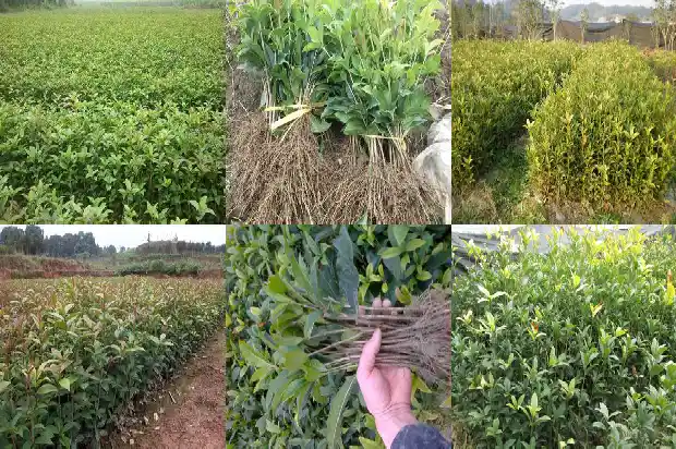 桂花树开花的是红的还是白的1682646309485