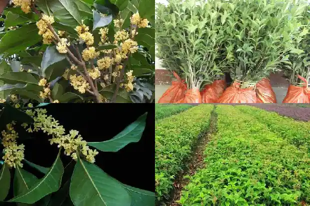 桂花树开花的是红的还是白的1682646309533