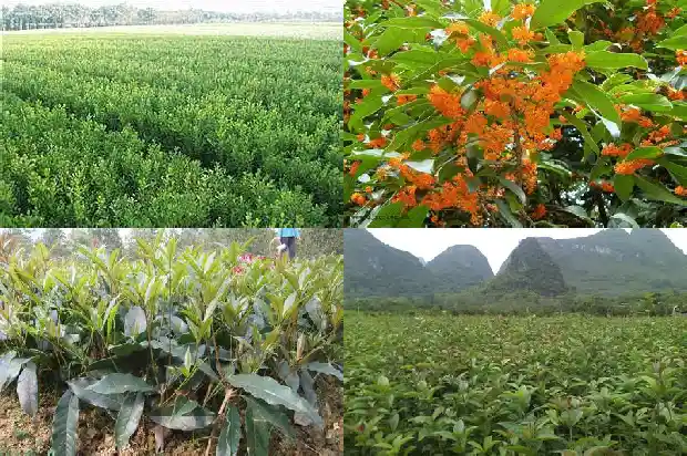 适合北方庭院种植的桂花桂花花期1688431801095