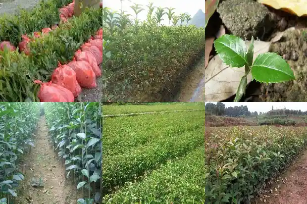 桂花能与茶叶一起泡吗1689577128658
