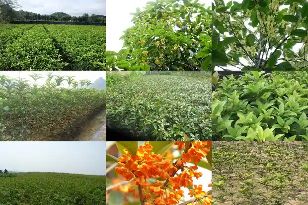 桂花树开的花是什么样子的1682646386617