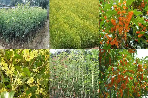 桂花树开的花是什么样子的1682646386663