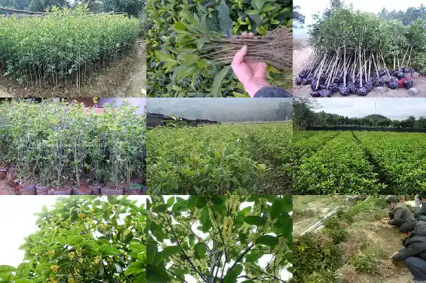 桂花树开的花是什么样子的1682646386708
