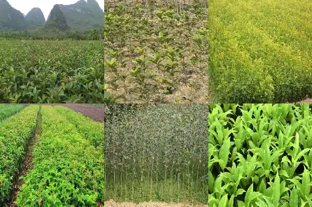 桂花金桂有几个品种1682646476590