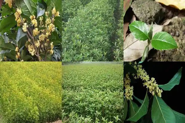 白色桂花树是什么品种1682646555160