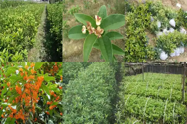 红色桂花糖1682646597561