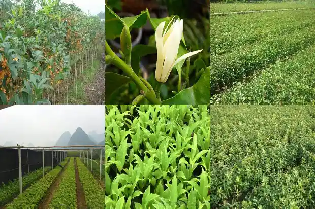 状元红桂花叶子形状1682646640238