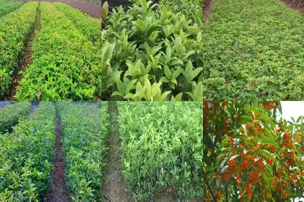 红桂花的寓意和花语1682646712307