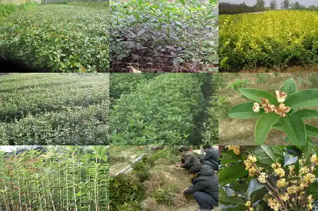 红桂花的寓意和花语1682646712355