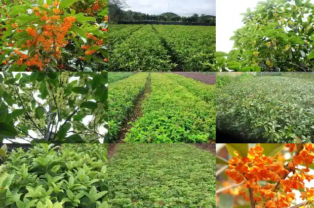 红桂花的寓意和花语1682646712402