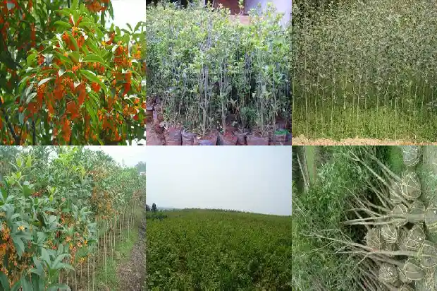 桂花象征着1682646746890